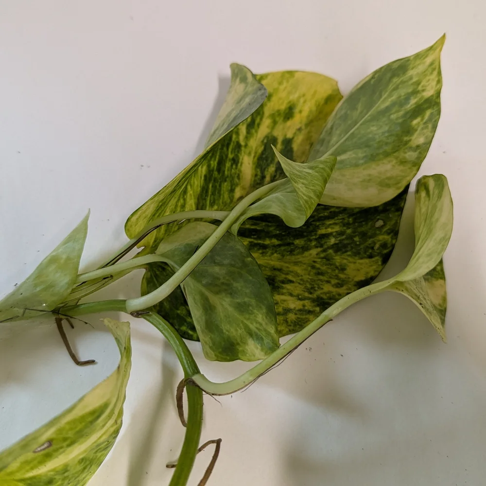 Pothos Plant Cuttings For Party Favors. Individually Wrapped Set Of Ten.
